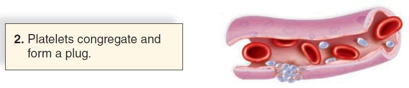 fibrinogen). 20 Blood Clotting The process of clotting begins when a blood vessel is damaged. 1.