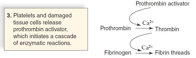 3. Thrombin acts as an enzyme on fibrinogen (a clotting factor) to form fibrin threads. 22.4.