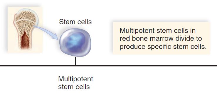 10.8 McGraw Hill 28 Multipotent stem cells in red bone marrow have the potential to give rise to other stem cells for the various formed elements.