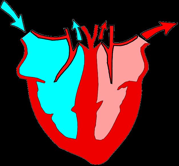 Definitions of Heart Function There are three ways to