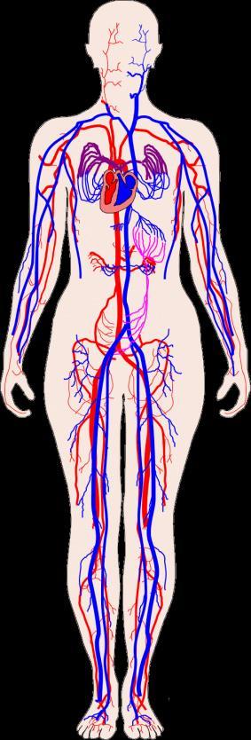 The Circulatory System The
