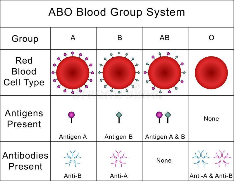 antigens Blood Type AB both A