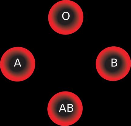 ABO Blood Group System Type O is the universal donor Cannot receive A, B or AB blood Type A can only receive Type A and Type O Type B can only receive Type B and Type O Type AB is the universal