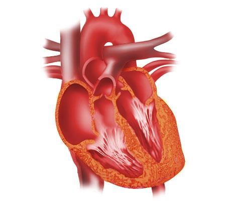 The Heart Muscular Pump Receives blood low pressure then increases the