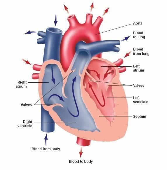 from the lungs and body circulation.