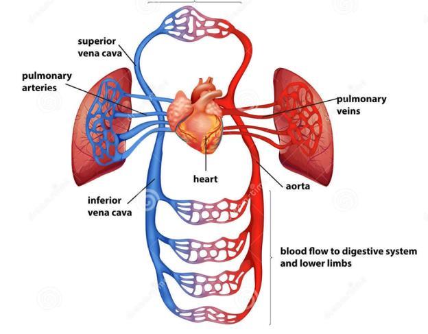 Circulatory System Function 1.