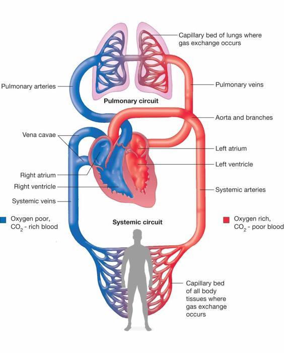 The Cardiovascular System Cardiovascular System - the heart and blood vessels that circulate blood throughout the body Pulmonary Circulation - the pumping of oxygen-poor blood to the lungs and