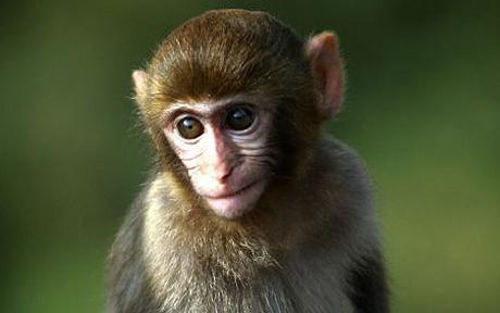 Rh Factor The Rh factor is known as the rhesus factor because it was