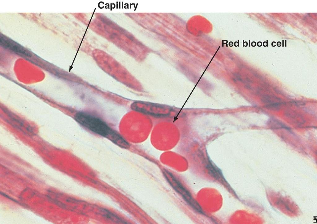 Blood Vessels Capillaries Gas and nutrient exchange Very small vessels Walls one cell thick