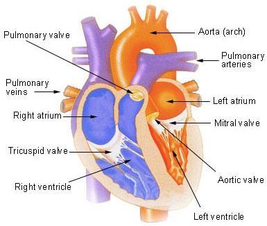 Heart Valves Make heart sounds when they close Healthy sounds Damaged valves Allow backflow Cause heart murmur Right semilunar valve