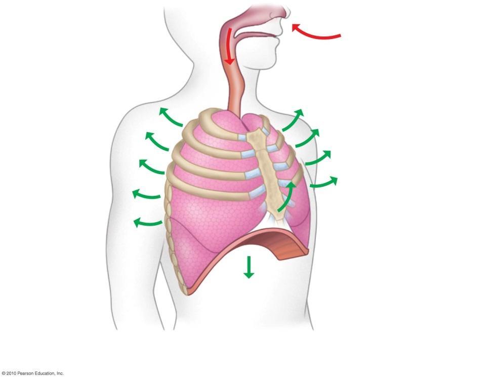 Return of Blood through Veins Respiratory pumping Inhalation decreases pressure around