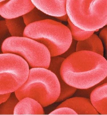 Blood Red blood cells 5 million/cc (=ml) Carry O 2 Produced in