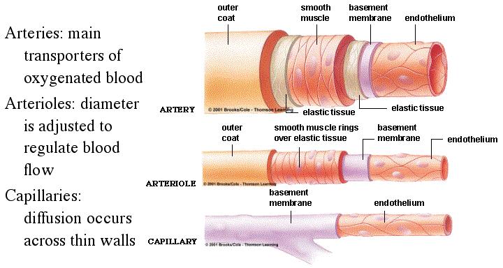 Arteries Blood vessels that carry blood away from the heart Walls have smooth muscle that allow
