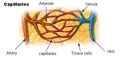 Capillaries Tiny blood vessels that allow exchange of materials between blood and fluid around cells Greatly branched, form networks of