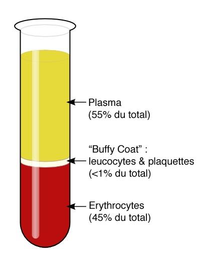 Plasma Liquid portion of blood 55% of total blood volume 90% water/ 10% solutes Solutes contain nutrients, wastes, proteins, and