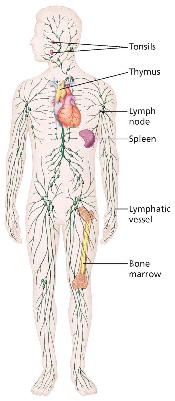 Lympathic System Tonsils composed of lymphocytes which produce antibodies Thymus produces lymphocytes that mature into T Cells Lymph node filters fluids, catching bacteria, viruses, and other unknown