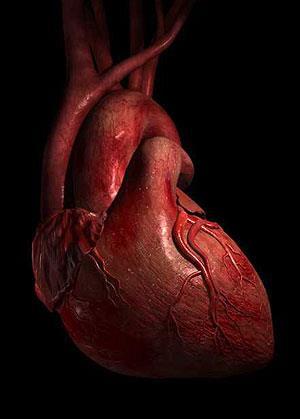 The Heart Pumping of action of heart required to provide enough force to move blood throughout