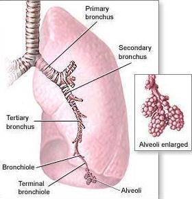Inside a Lung Within lung, bronchi (singular bronchus) branch into smaller tubes called bronchioles Cells