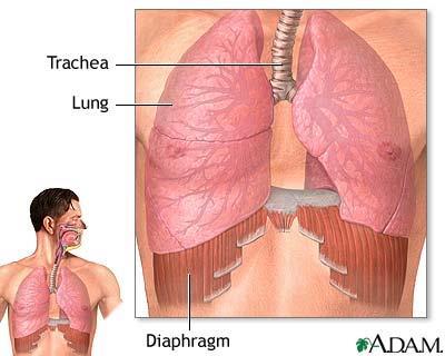 the ribs Diaphragm is powerful muscle