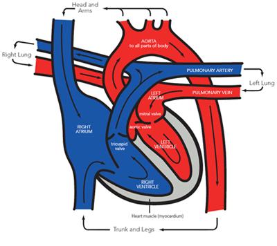 Blood Flow Through the Heart Blood moves through two separate loops One loop takes blood from the right side of the heart to the lungs There it picks up oxygen and gives off carbon dioxide