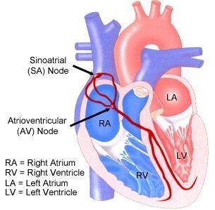 The Heart s Chambers Atria (singular atrium) top of heart Receive blood from the body and lungs Thin walled just pump blood to ventricles Ventricles