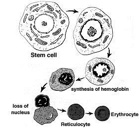 Erythrocytes Starts here hemolysis What is it? Where does it occur?