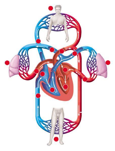 Blood flow through the human cardiovascular system Superior vena cava 8 Capillaries of head, chest, and arms Pulmonary artery Capillaries of right lung 9 2 7 Aorta 2 Pulmonary artery Capillaries