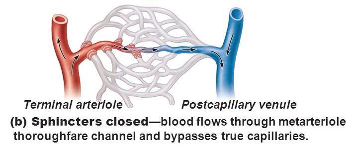 Our body controls entry of blood into capillary networks using sphincters