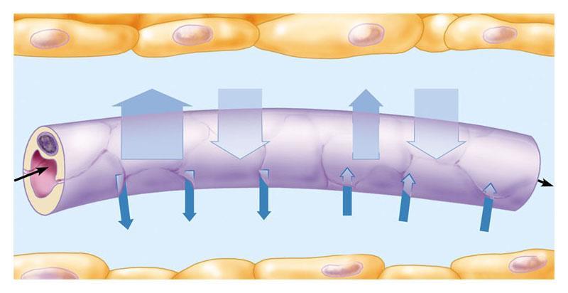 The transfer of materials between the blood and interstitial fluid occurs By diffusion By pressure flow through clefts between epithelial cells Blood pressure forces fluid out of the capillary at the