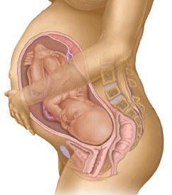 Fetal Circulation The fetus does not