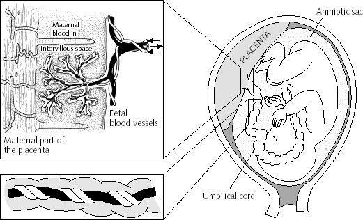 Fetal Circulation Placenta - organ responsible for delivery of nutrients, removal of waste
