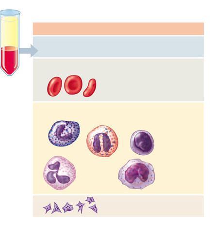 Red blood cells (erythrocytes) Transport O 2 bound to hemoglobin White blood cells (leukocytes) Function both inside and outside the circulatory system to fight infections and cancer Centrifuged