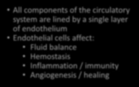 of endothelium Endothelial cells affect: Fluid balance Hemostasis