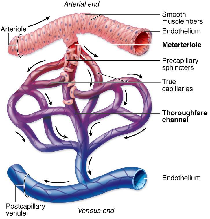 INTRODUCTION NORMAL CIRCULATORY SYSTEM