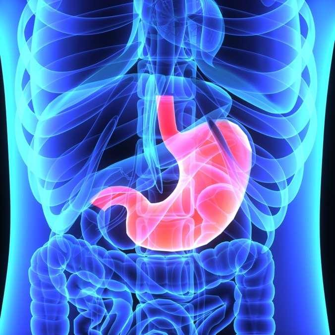 The Digestive System Stomach J-shaped muscular sac-like organ that stores food and grinds and mixes it into a liquid About the size of two fist next