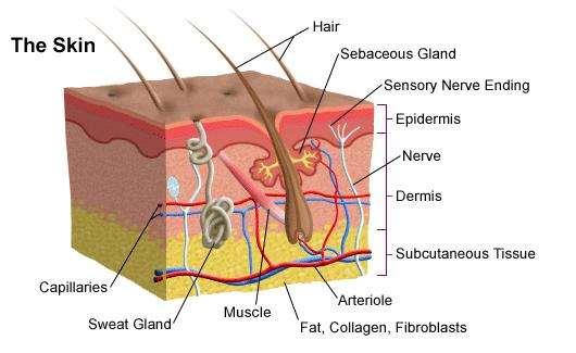 The Integumentary System The integumentary system consists of the skin, hair, nails, glands, and nerves.
