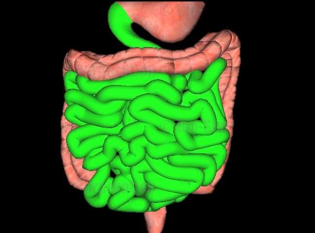 The Digestive System Small Intestine Long tube about 1 in diameter and 20 long Lining of intestine walls have finger-like projections called villi, to increase surface