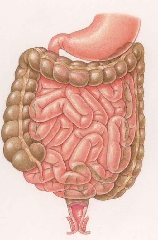 The Digestive System Large Intestine (Colon) Long, thick tube about 2 1/2 in diameter and about 5 feet long Absorbs water and