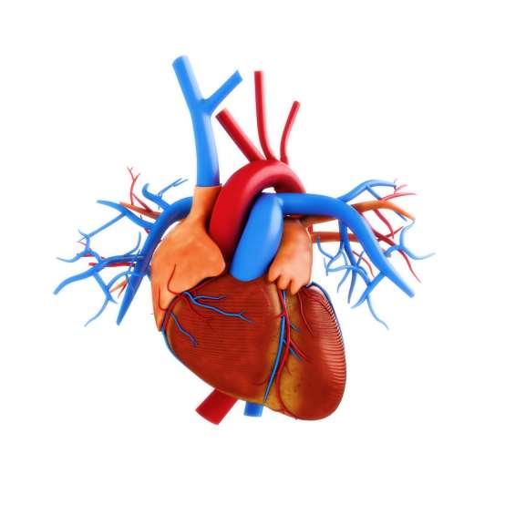 Circulatory System Circulatory System This system delivers O 2 and nutrients to all the cells in the body and CO 2 and waste to the