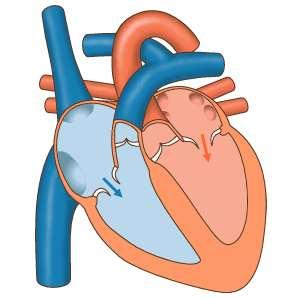 Circulatory System Heart A muscular organ about the size of a fist Located just behind and slightly left of the