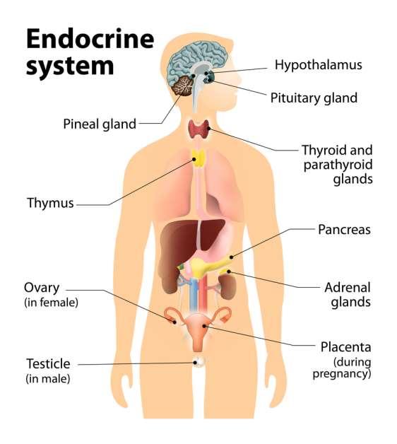 The Endocrine System The Endocrine System Made up of Hypothalamus Pituitary gland Pineal gland Thyroid
