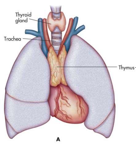 The Endocrine System Thymus Located behind the sternum between your lungs Only active until puberty Stimulates