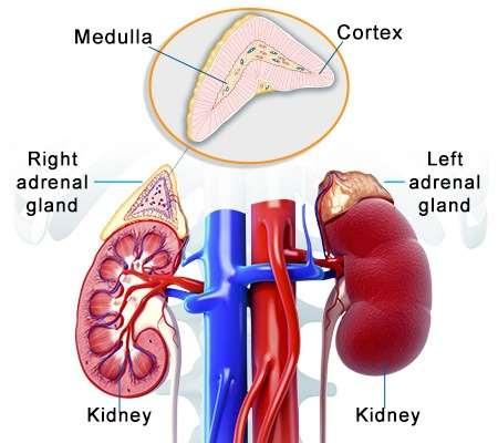 The Endocrine System Adrenal Gland Located at the top of each kidney Helps control blood pressure Helps