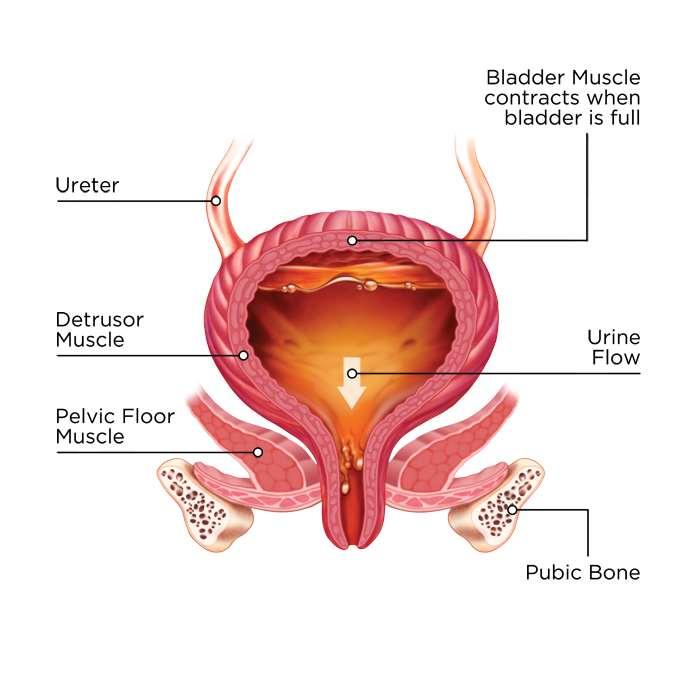 Excretory System Bladder Pear shaped organ that holds urine to allow for urination to be infrequent and voluntary