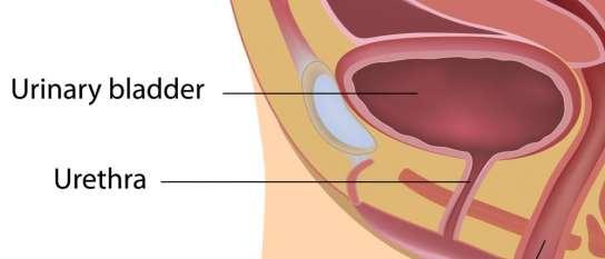Excretory System Urethra Passage way through which urine is discharged from the bladder out of the