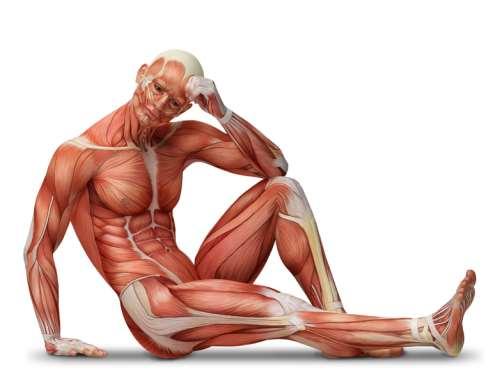 The Muscular System The Muscular System (continued) Each muscle is a discrete organ made of skeletal muscle tissue, blood vessels, tendons,