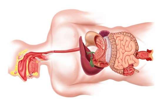 The Digestive System Digestive System A group of organs working together to turn food