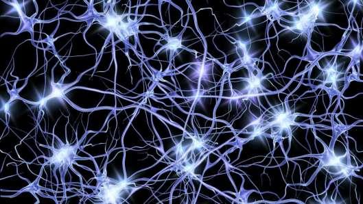 Nervous System Neurons (Nerve Cells) Specialized cells that carry messages through an electrochemical process Brain has 100 billion