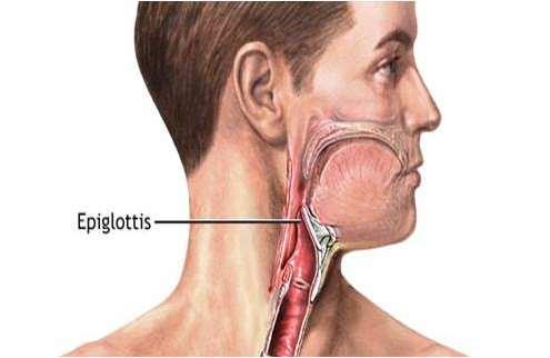 which produce sound Epiglottis a flap of elastic