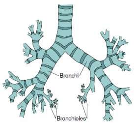 Respiratory System Bronchioles and Alveoli Bronchioles